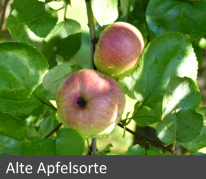 alte-apfelsorte_end