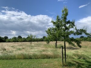 junge Streuobstwiese bei Schneeheide